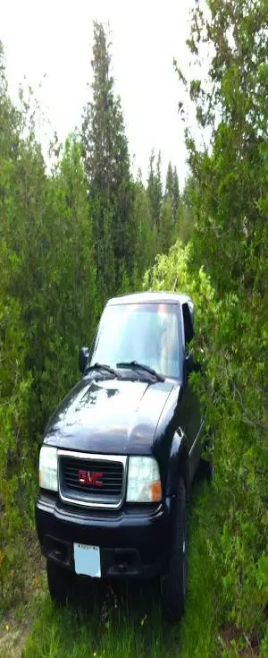 Cedar Trees For Sale and Delivered