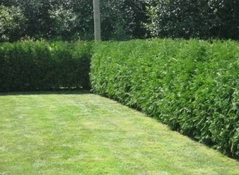 Cedar Trees from Cedar Ontario