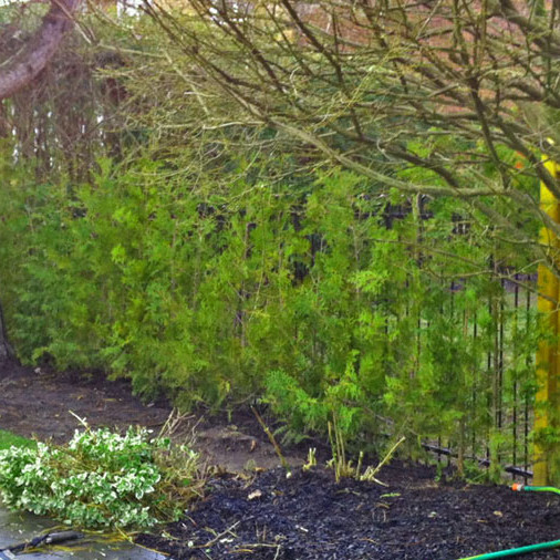 Cedar Hedge in Markham