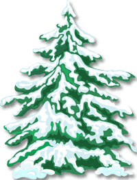 Evergreen Tree with Snow / Cedar at Christmas Holidays