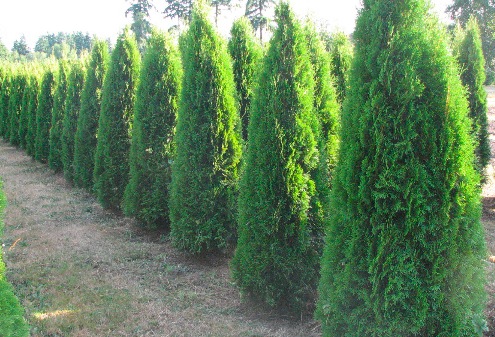 Emerald Cedar Example 1