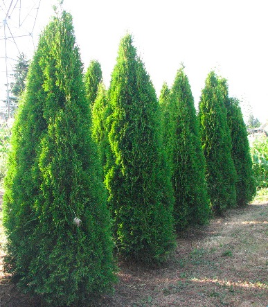 Emerald Cedar Example 1