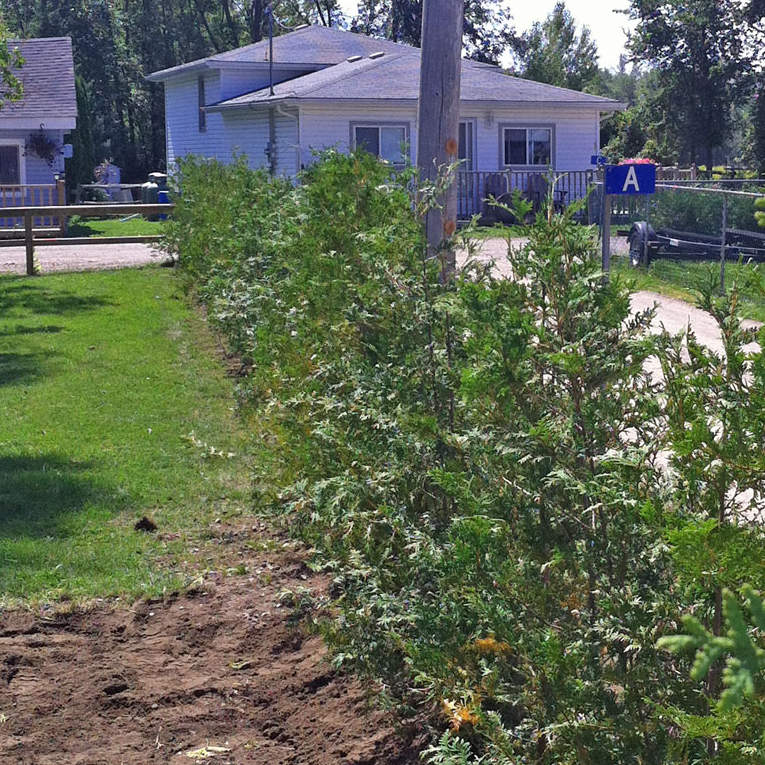 Peterborough cedar hedge