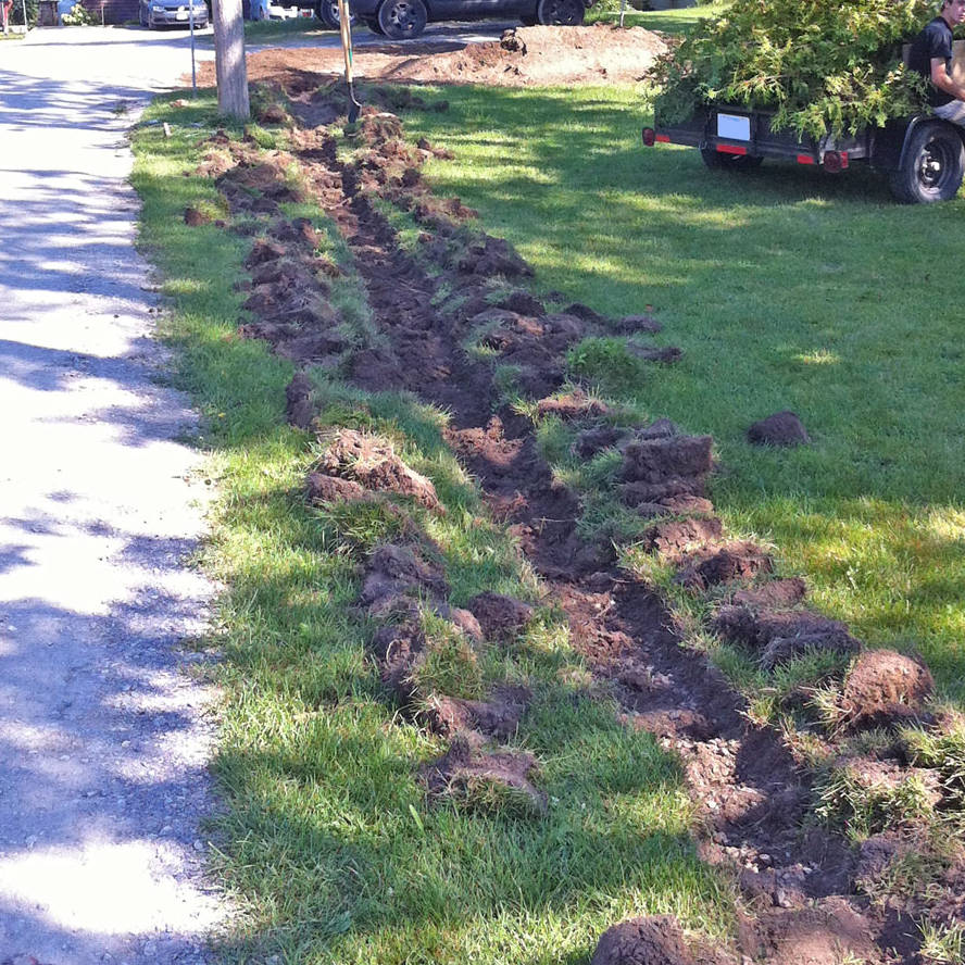 Cottage Country cedar hedge BEFORE