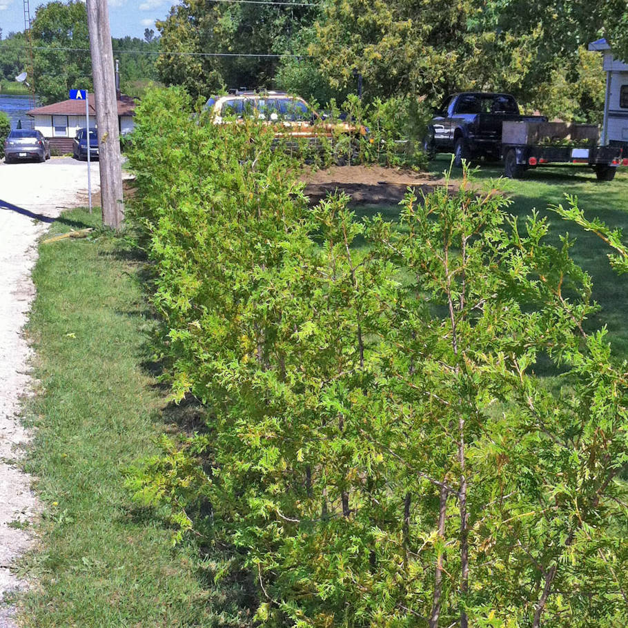 Cedar Hedge Planted at Cottage