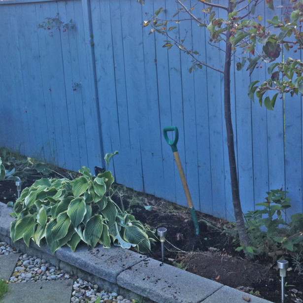 Brampton hedge before installation
