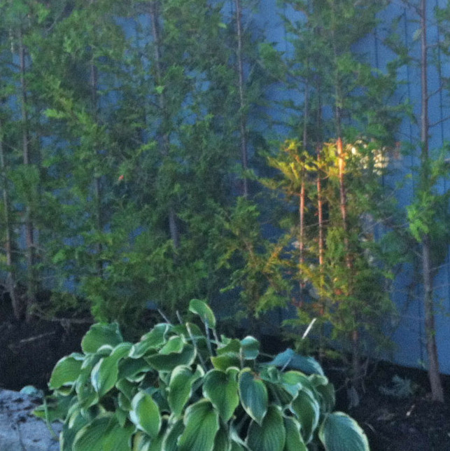 Installed cedar hedge in Brampton