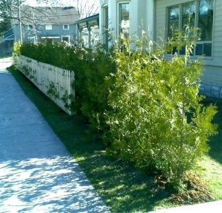 Lakefield cedar hedge