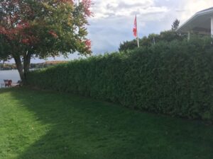 Cedar Hedge Installation from a few years ago