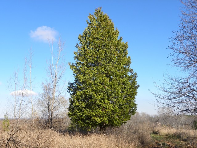 Canadian Cedar Tree