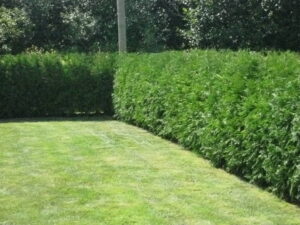 Cedar Hedge
