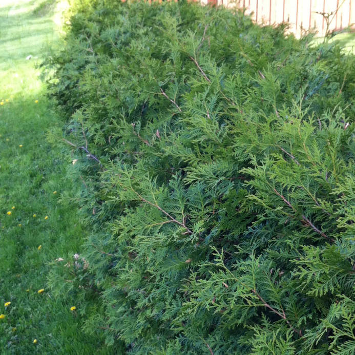 Cedar Trees For Peterborough