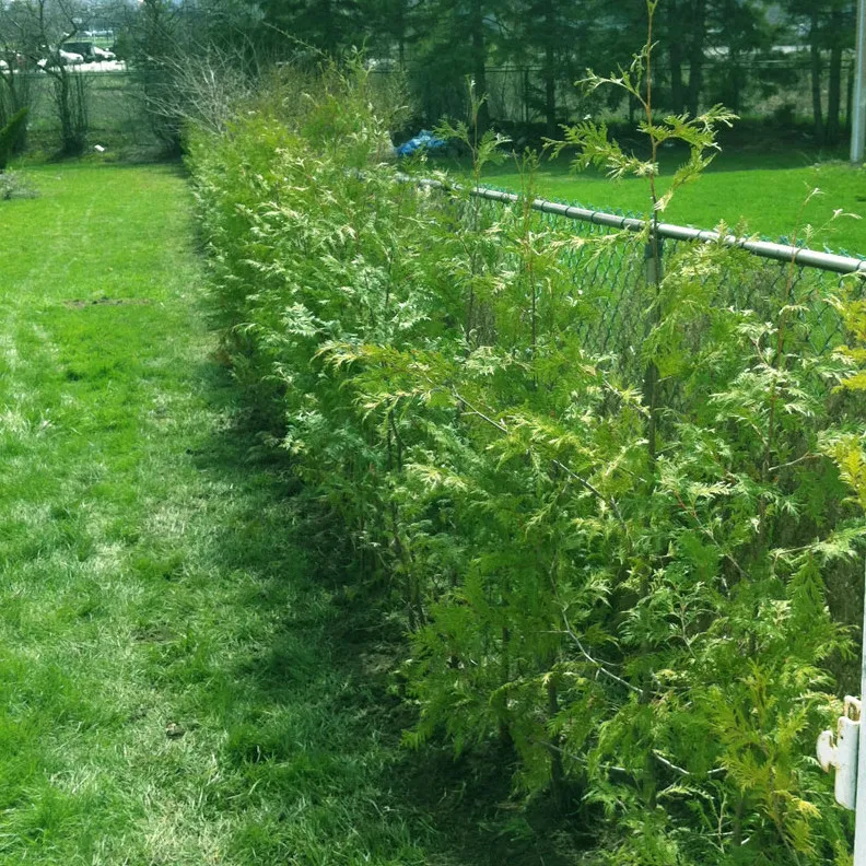 Cedar Trees For Toronto
