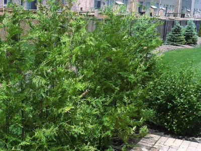 Eastern White Cedars