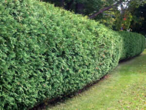 Mature Eastern White Cedar Hedge