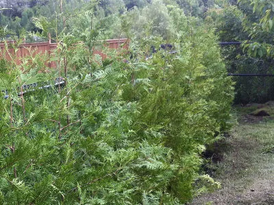 Cedar Trees For Sale
