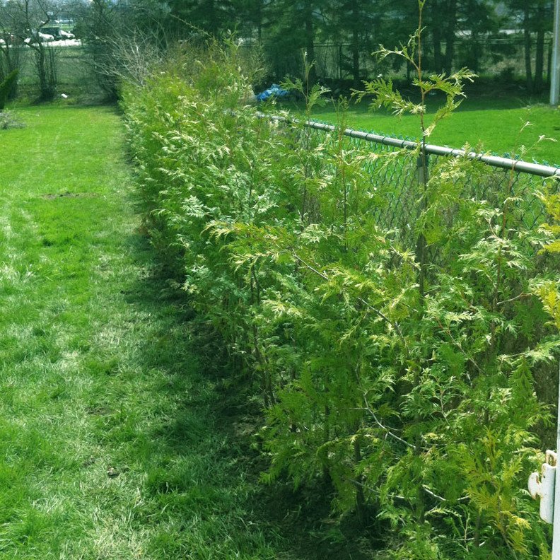 Cedar Trees For Toronto