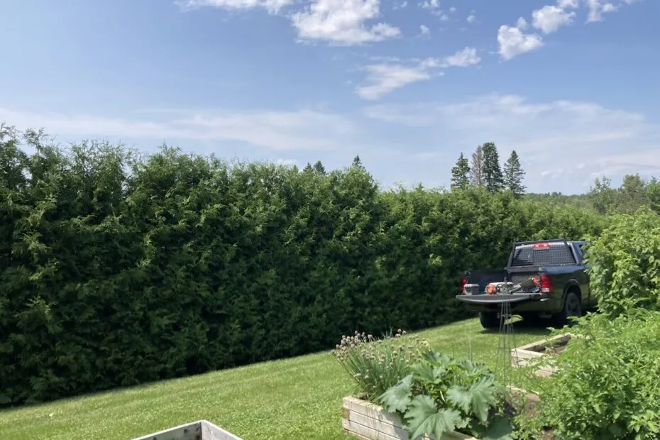 8' cedar trees for sale