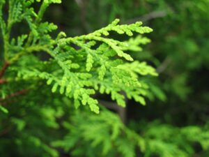 Eastern White Cedar