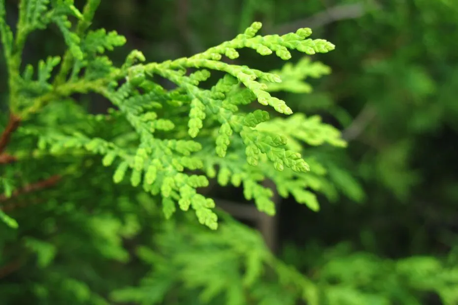 White Cedar