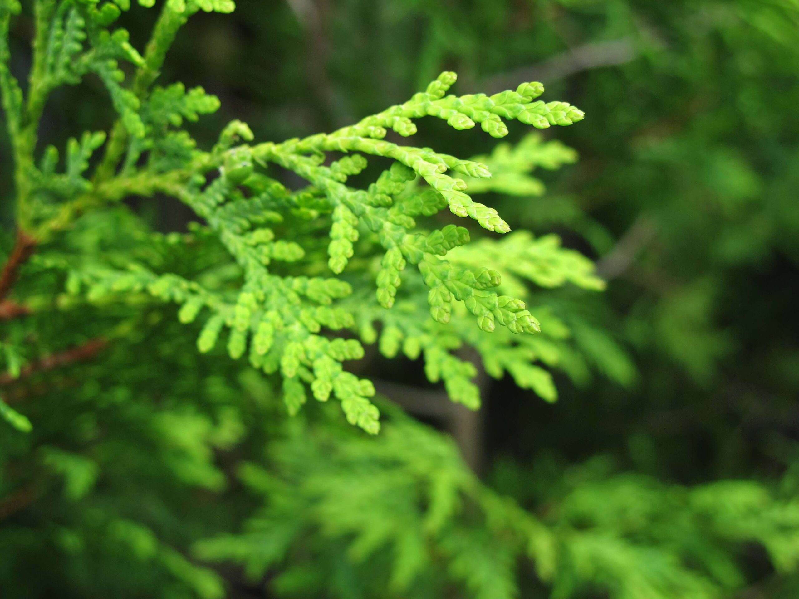 White Cedar