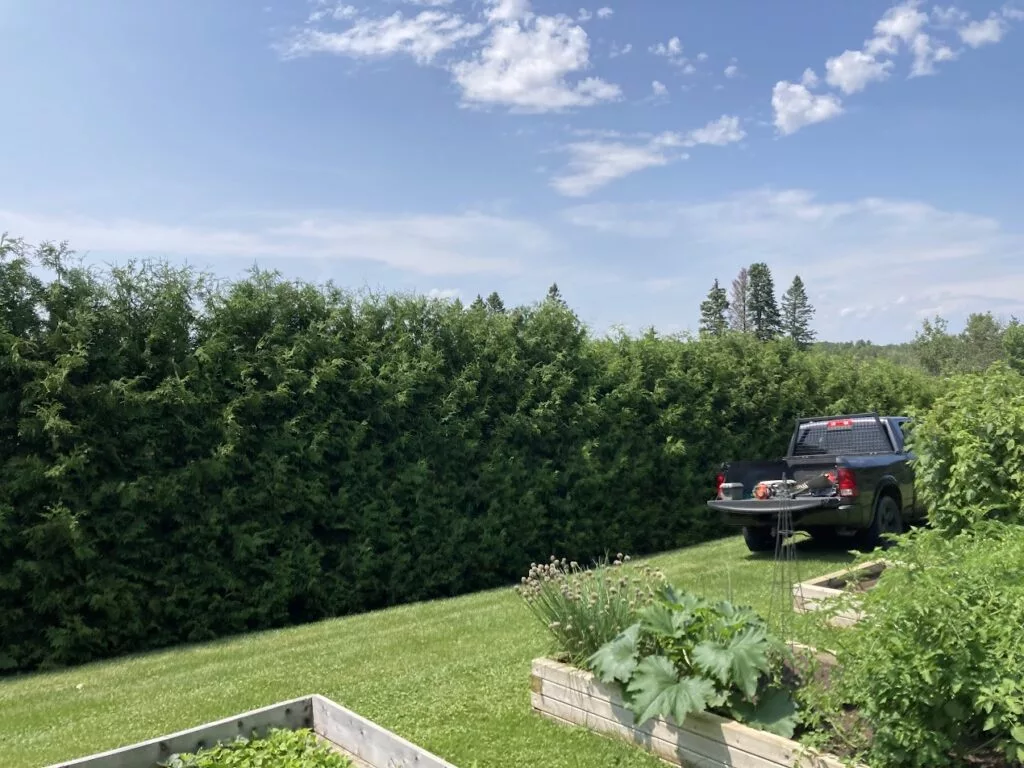 8 foot cedar trees, fifth season
