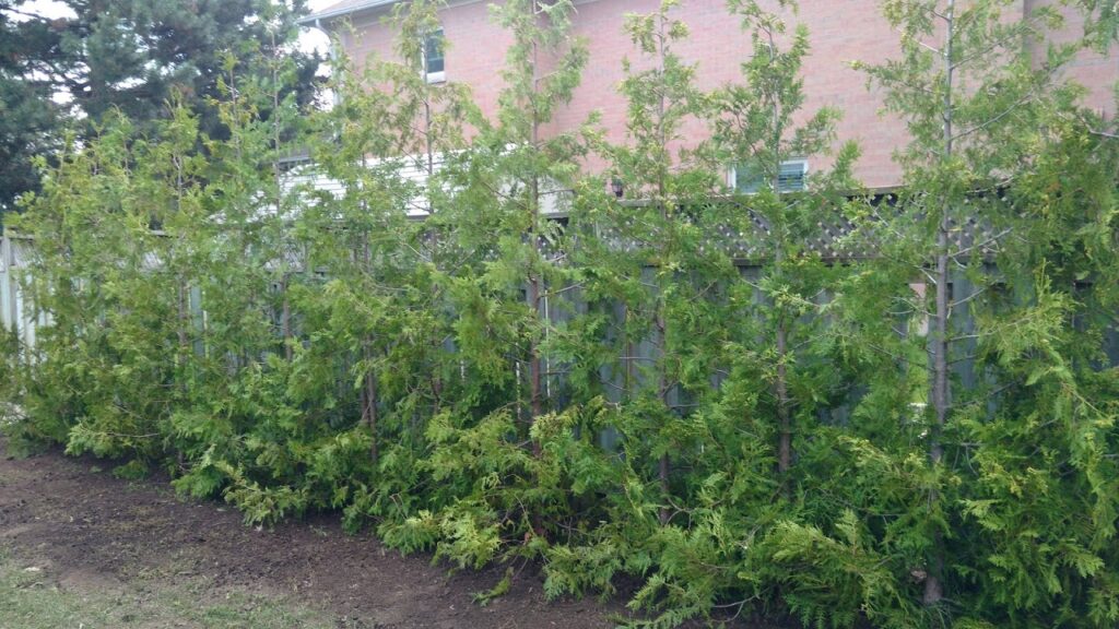 10' cedar trees on the day of installation