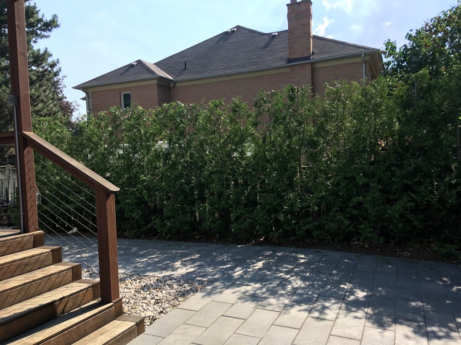 10' trees 3 seasons later, after trim