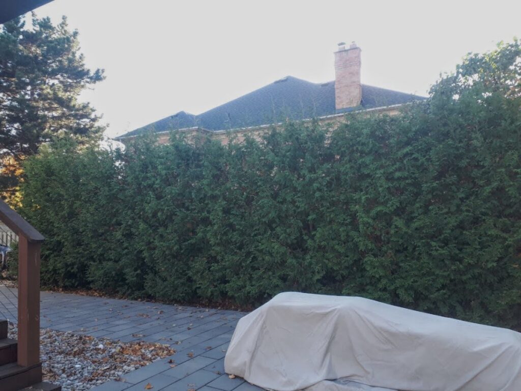 10' trees 4 seasons later