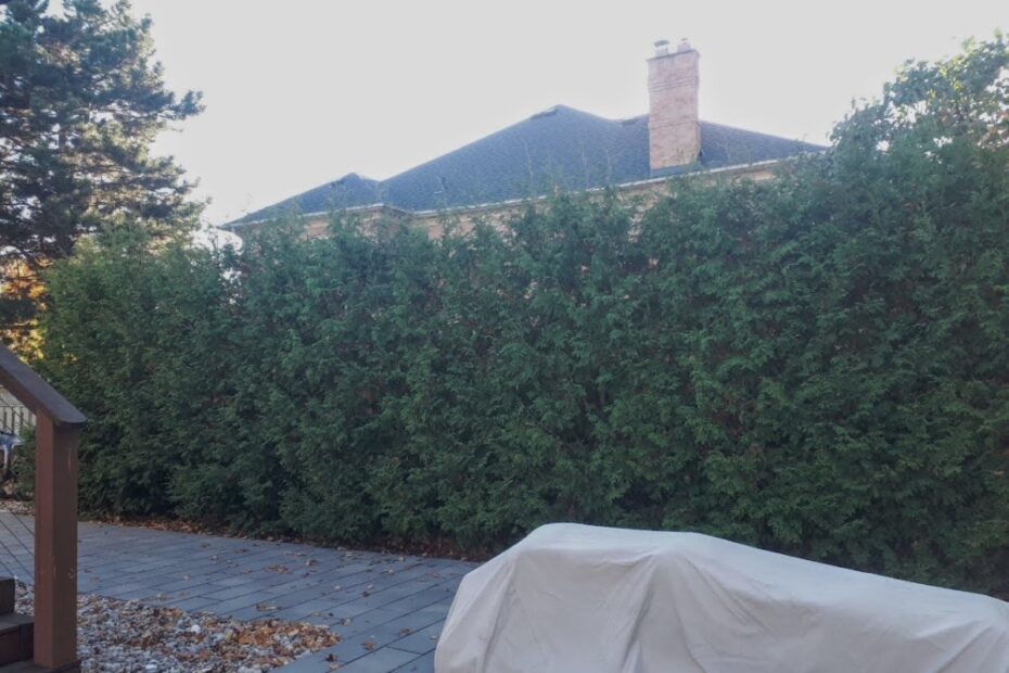 10' trees 4 seasons later