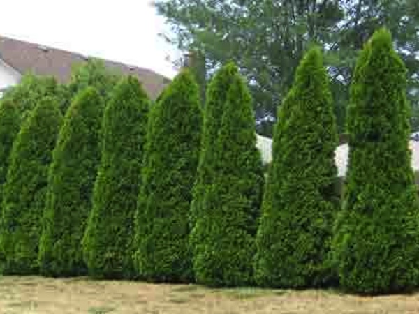 Emeralds have gaps at tops when used in a hedge