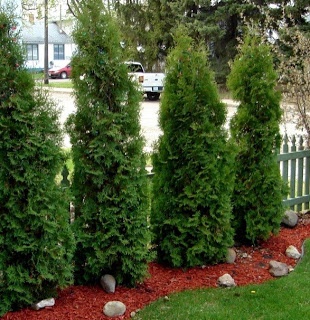 Emerald Cedars as Hedging