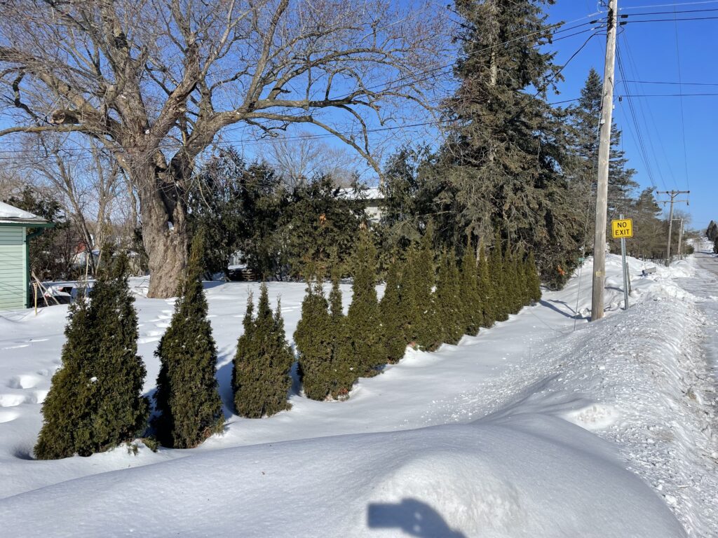 Emerald cedars are a line of trees, not a hedge