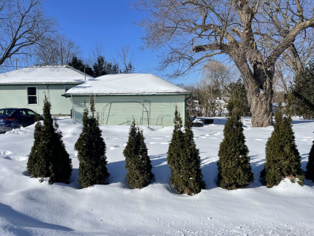 Emerald cedar hedge spacing example