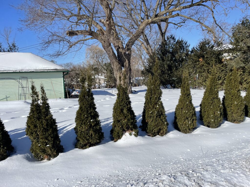 Tops of the emerald cedars come to a point