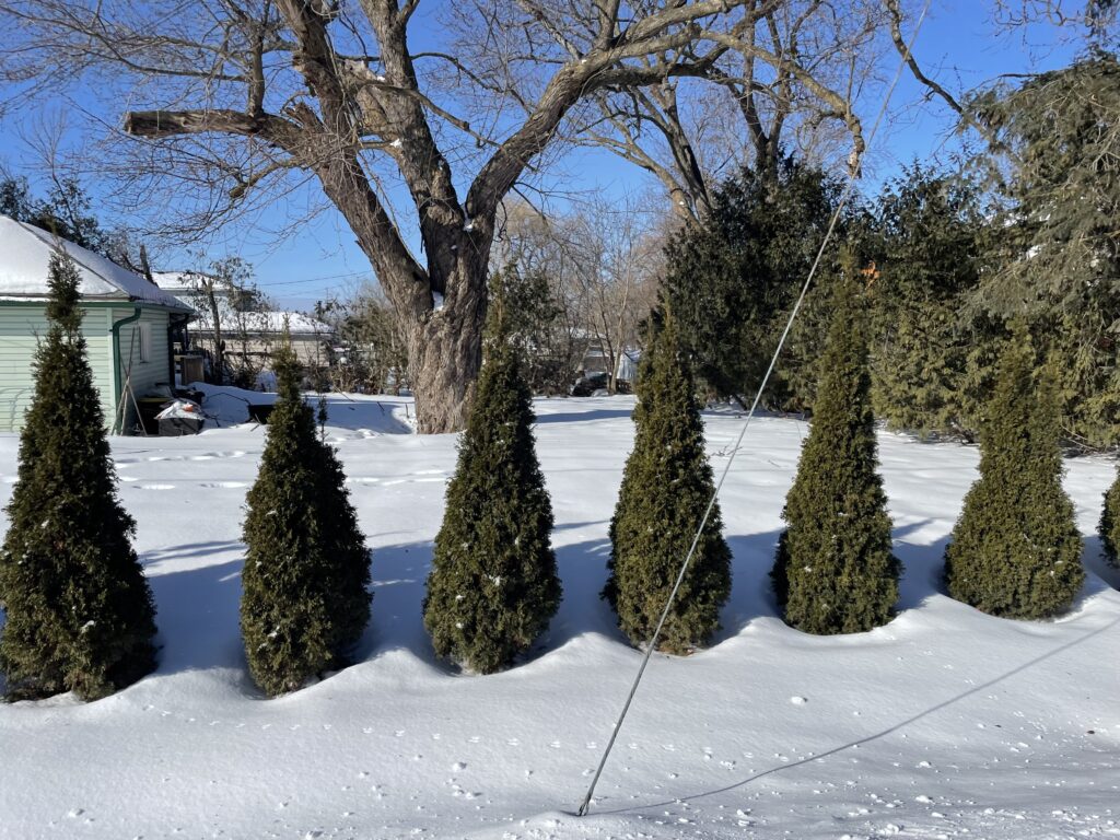 Emerald cedars at wide spacing