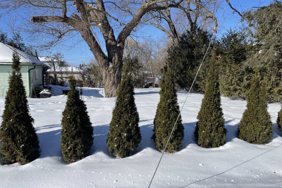 Emerald cedars at wide spacing