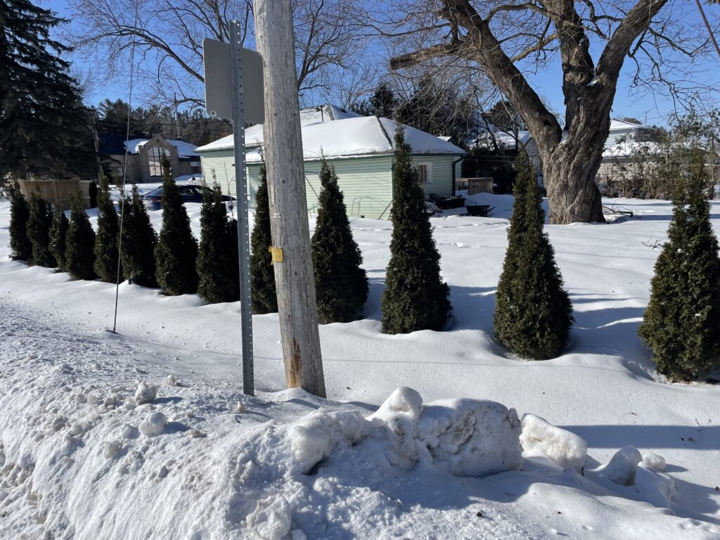This line emerald cedars will always have gaps