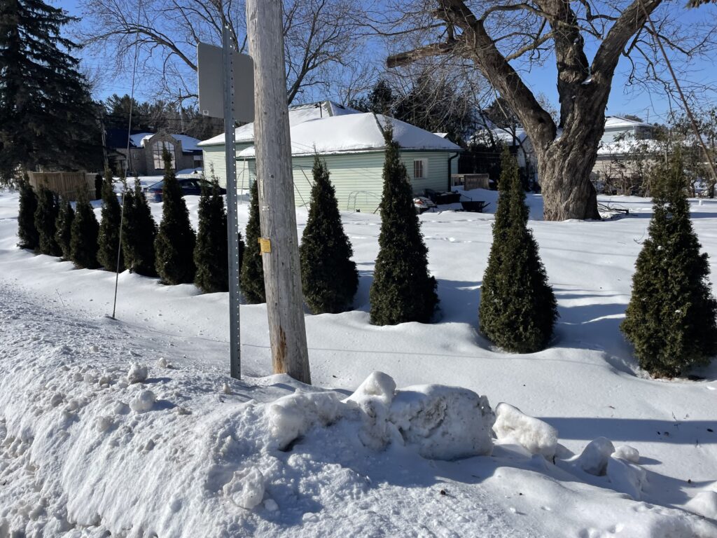 Emerald cedar hedge with large gaps