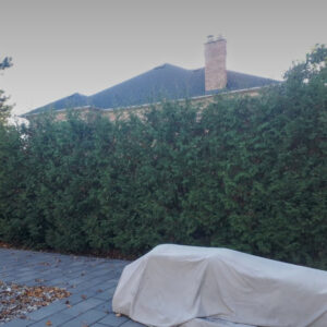 Mature Cedar Hedge (Same Site)