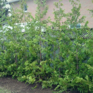 Cedar Hedge on the Day of Installation